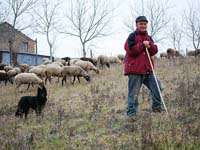 il pastore e il suo cane toccatore